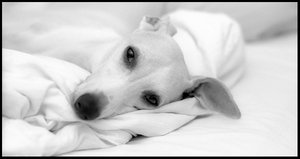 CHIEN
